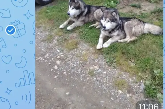 Собаки найдены у гаражей на ул. Мичурина, 31, Новоуральск