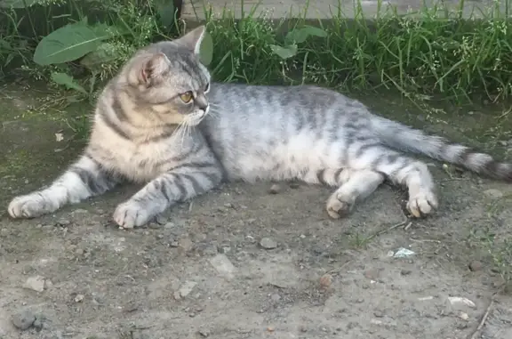 Пропала кошка в Томске, Льва Толстого 77
