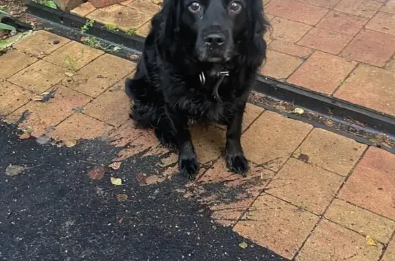 Найдена черная собака на ул. Карла Маркса, 55