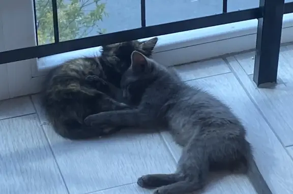 Кошка с котенком найдены: ул. Самарцева, 3, Тюмень