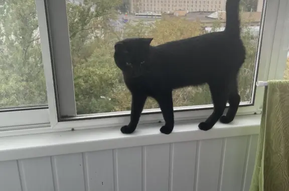 Пропал черный котик возле Москворецкого рынка