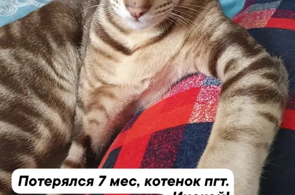 Пропал котик породы Ориентальная на ул. Сибиряков, Инская