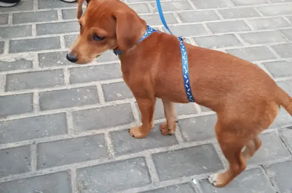 Найден щенок на ул. Трубецкая, 104, Балашиха