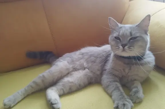 Найдена кошка с ошейником в Калужской области