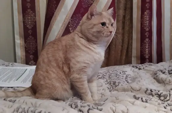 Пропала кошка Коржик, поселок Лесной, Барнаул