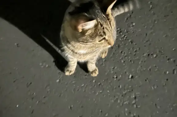 Найдена кошка, Московская область
