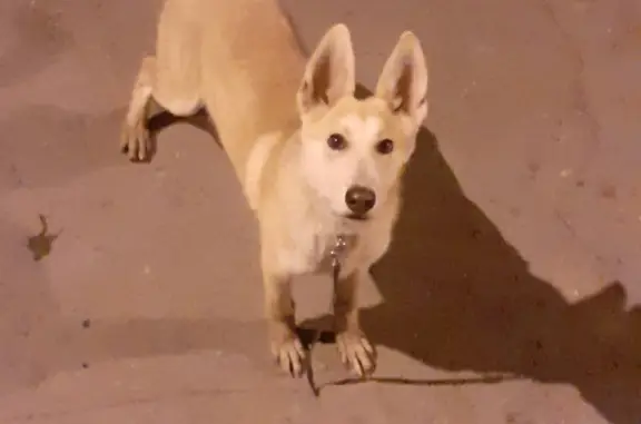 Найдена собака в Пугачевском, Челябинская обл.