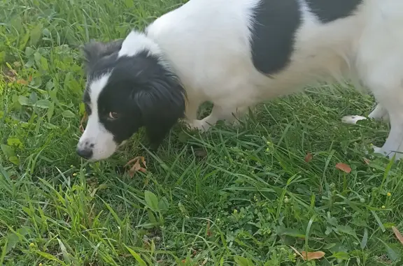 Собаки потеряшки, Москва, фото: Потеряшка собака Зайка, чёрно-белая. На Фруктовой ул., 16, Москва. Пишите/звоните 89035166576