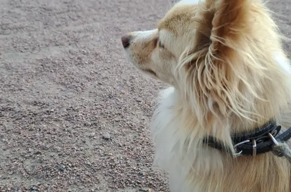 Найдена собака в Пулковском парке, СПб