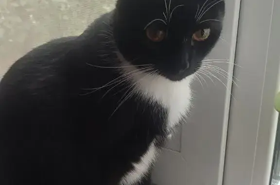 Потерянные животные Новосибирск, фото: Пропала кошка Буся на Красном проспекте, Новосибирск