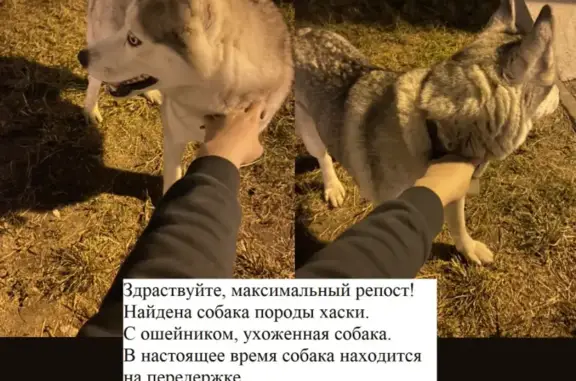 Собака найдена: Казанская ул., 110, Ульяновск