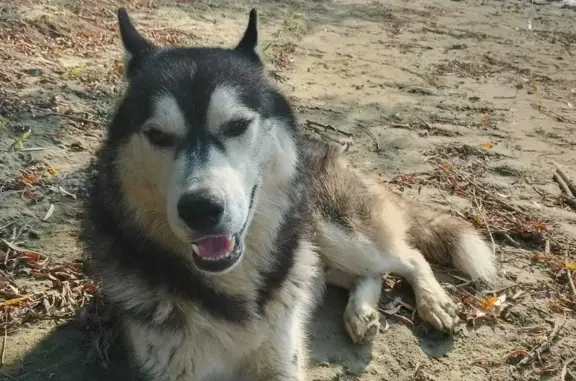 Найдена собака в Краснодарском крае, хутор Прикубанский