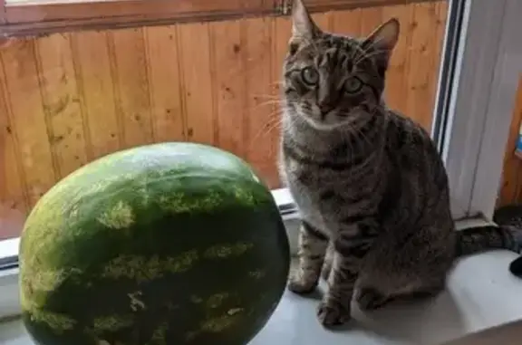 Потерянные животные Санкт-Петербург, фото: Пропал полосатый кот Бакс, ул. Ярослава Гашека, 2, СПб