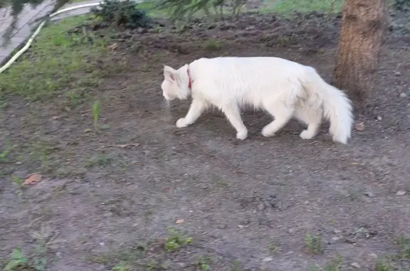 Пропала кошка на Первомайской, 40, Медынь