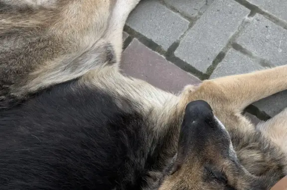 Найдена собака породы немецкая овчарка на Ворошиловском проспекте 105/7. Ищет дом.