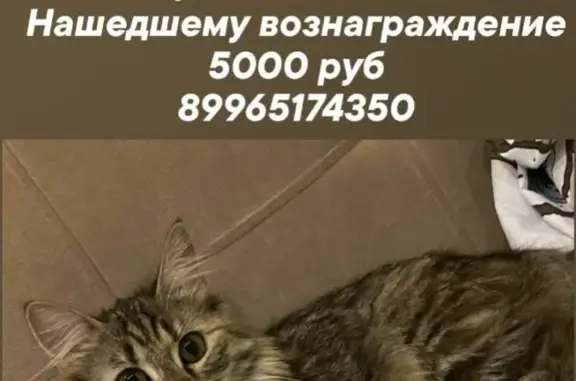 Пропала кошка в Иваново