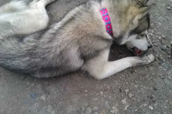 Найдена собака: щенок, ул. Петра Сухова, 40а