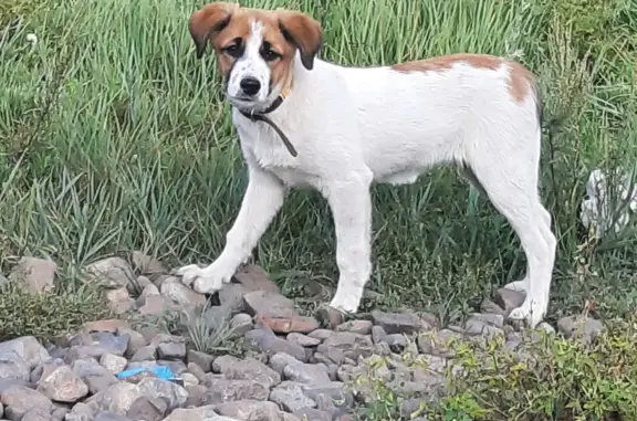 Найдена собака в Чите, Забайкальском крае
