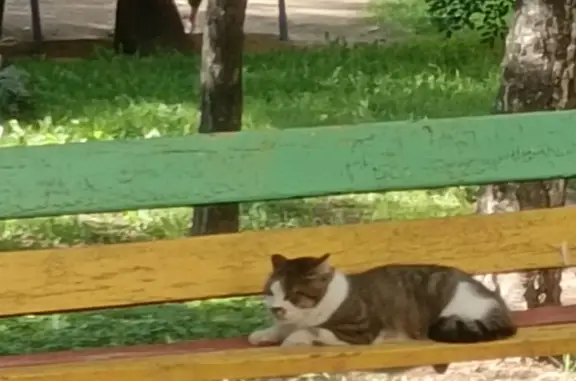 Потерянный кот на ул. Фрунзе, 110, Хабаровск