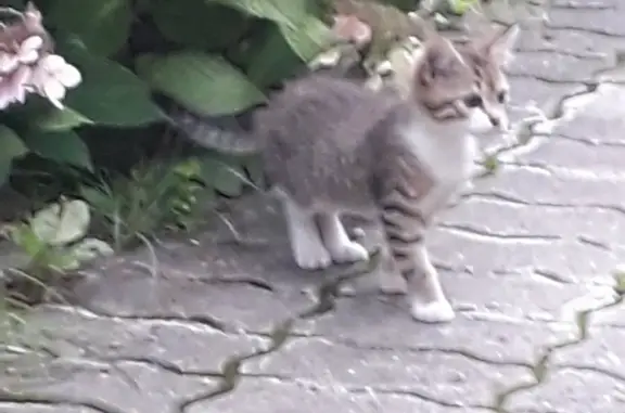 Потерян котёнок на ул. Некрасова, Калининград