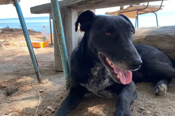 Найдена собака в Крыму, нужна помощь