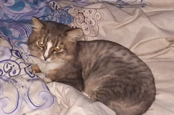 Пропала серая кошка с адресником в Череповце