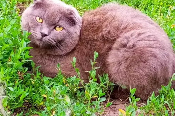 Пропала кошка Мальчик в Оренбургской области