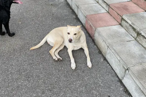 Найдена собака в Новобайдаевке, ул. 40 лет Победы