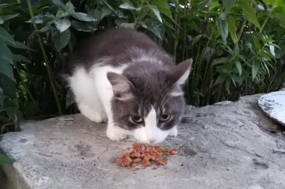Найдена кошка на ул. Руднева, 27 в Хабаровске