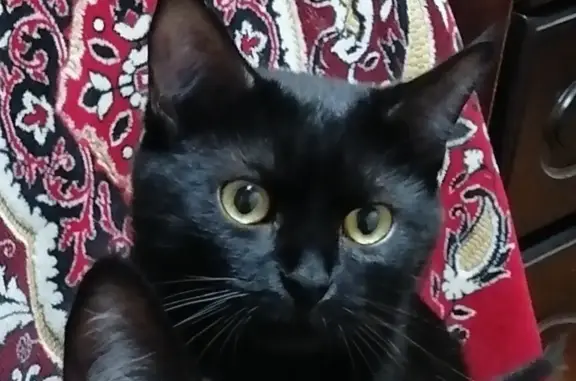 Пропала кошка: черная, худощавая, ул. Гагарина 122, Чехов