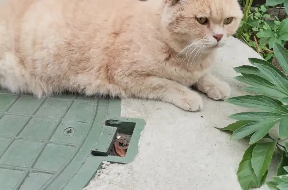 Найдена персиковая кошка на пр. Кирова, 18Б, Луга