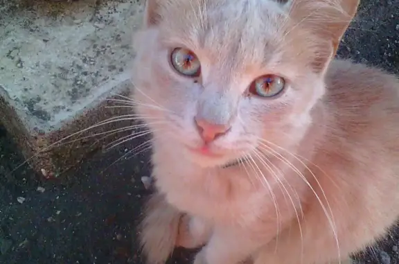 Найден котик с ошейником на Юбилейной улице, Бирск