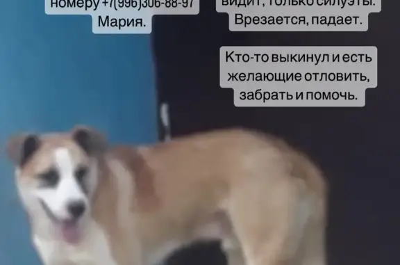 Пропала слепая собака в Астрахани, ул. Ленинградский переулок 78 а