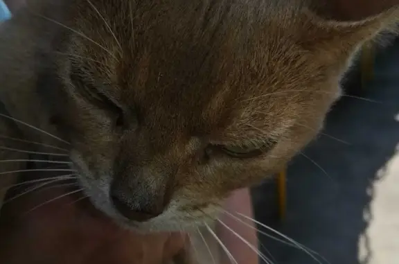 Найден кот на ул. Текучёва, Ростов-на-Дону