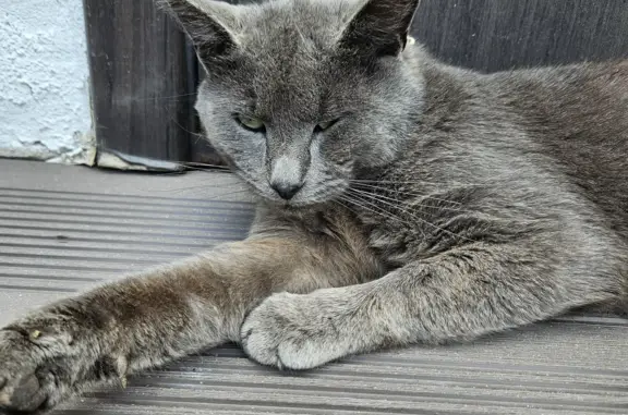 Пропала кошка в Северном Бутово