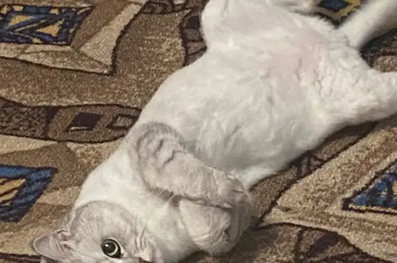 Пропала серо-белая кошка, Карцинское шоссе 43