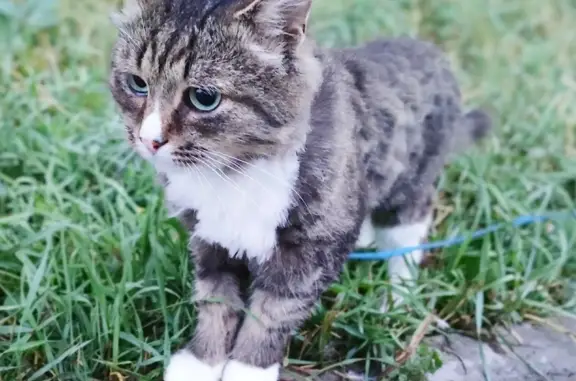 Пропала кошка: серая шерсть, ул. Композитора Глинки, 10, Пермь