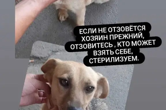 Найдена собака без ошейника, Осипенко, 47А, Азов