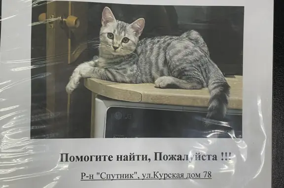 Пропала кошка: Серый полосатый, ул. Софьи Перовской, 77А, Астрахань
