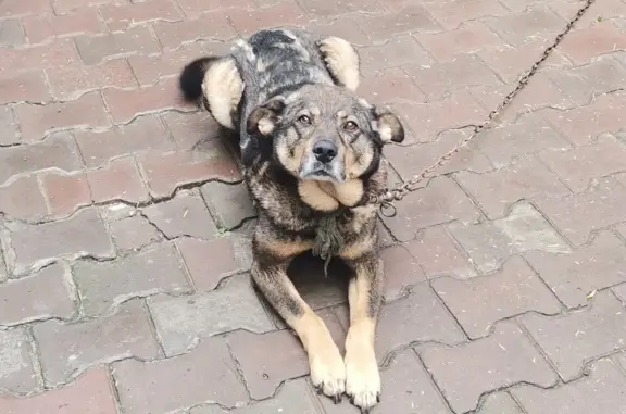 Пропала собака в Калиновском, Свердловская