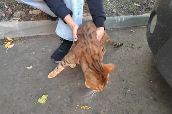 Найдена кошка на ул. Гарибальди, 24, Москва