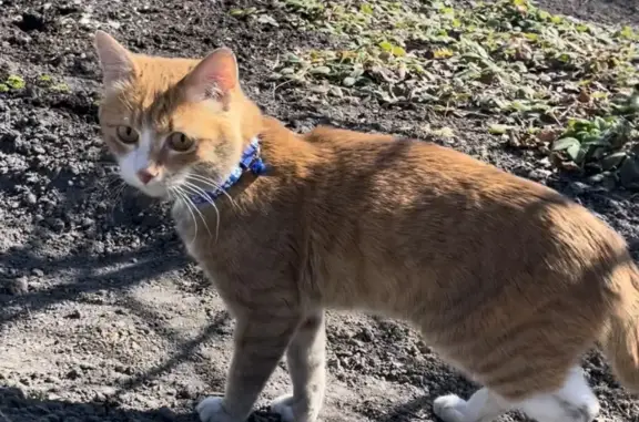 Пропала кошка в Тюменской области