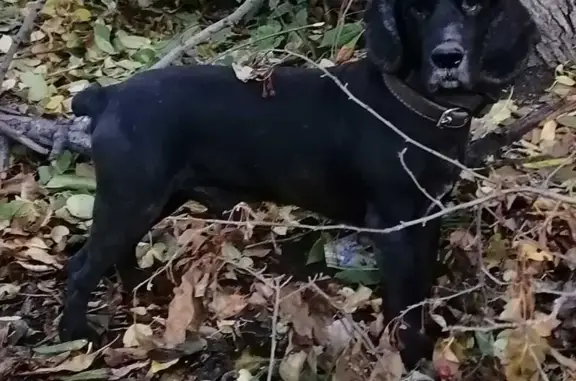 Пропала собака: чёрный английский кокер, Забалуева, Новосибирск