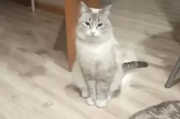 Кошки потеряшки, Курган, фото: Потеряшка кот Зефир, ул. Салавата Юлаева, Курган