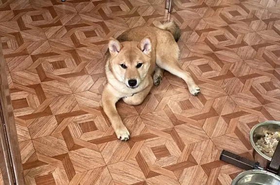 Собаки потеряшки, Санкт-Петербург, фото: Потеряшка собака: рыжий щенок, 3-я Поперечная улица