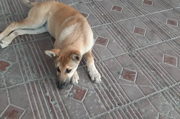 Собака с бельмом на глазу найдена на ул. Дзержинского, Нижневартовск