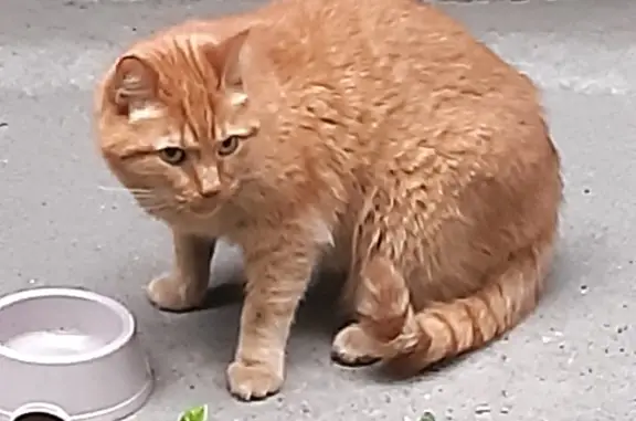Найдена кошка на Светлановском проспекте, 37