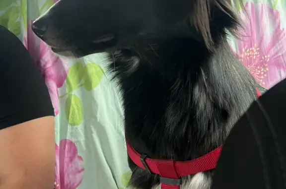 Собаки потеряшки, Санкт-Петербург, фото: Потеряшка собака в Калининском районе, угол Замшина и Блюхера