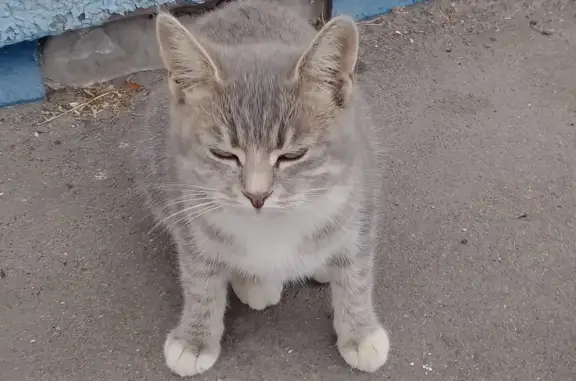 Найдена серая кошка около магазина «Верный» на Рязанском проспекте, Москва