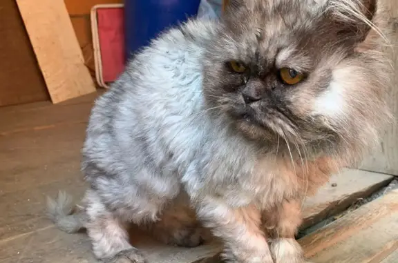 Найдена кошка в Казани, проспект Ямашева